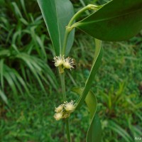 Suregada lanceolata (Willd.) Kuntze